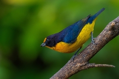 Euphonia violacea