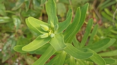 Euphorbia azorica