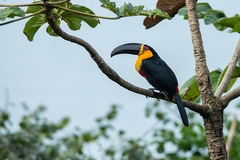 Ramphastos vitellinus