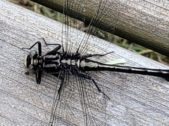 Gomphurus fraternus