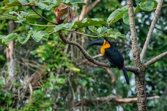 Ramphastos vitellinus