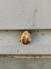 Helix lucorum