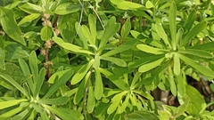 Euphorbia azorica