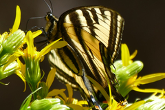 Papilio rutulus