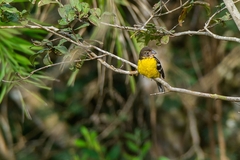 Pheucticus aureoventris