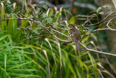 Pheucticus aureoventris