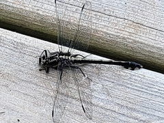 Gomphurus fraternus