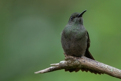 Eupetomena cirrochloris