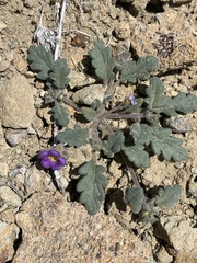 Phacelia gymnoclada