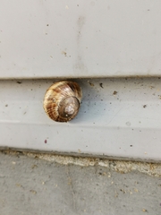 Helix lucorum