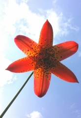 Lilium canadense