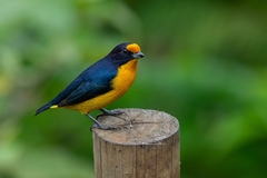 Euphonia violacea