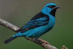 Dacnis cayana