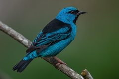 Dacnis cayana