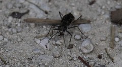 Ellipsoptera marginata