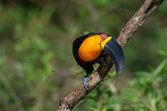Ramphastos vitellinus