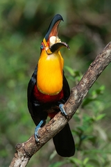 Ramphastos vitellinus