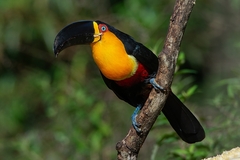 Ramphastos vitellinus