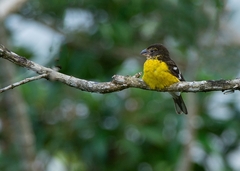 Pheucticus aureoventris