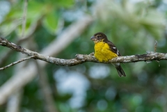 Pheucticus aureoventris