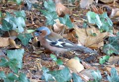 Fringilla coelebs