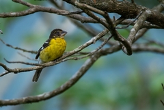 Pheucticus aureoventris