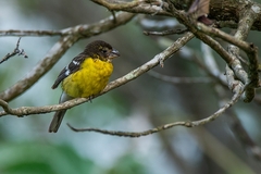 Pheucticus aureoventris