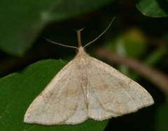 Phalaenostola metonalis