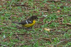 Pheucticus aureoventris