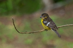 Pheucticus aureoventris