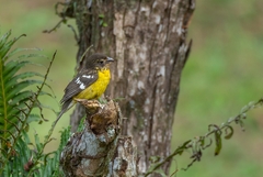 Pheucticus aureoventris