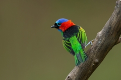Tangara cyanocephala