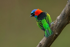 Tangara cyanocephala