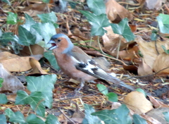 Fringilla coelebs