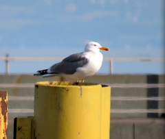 Larus michahellis