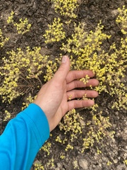 Sedum nuttallii