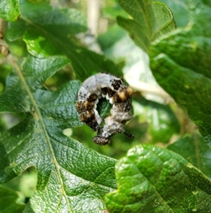 Limenitis lorquini