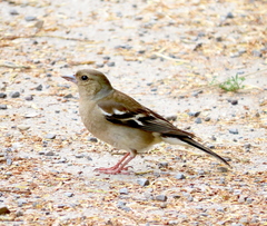 Fringilla coelebs