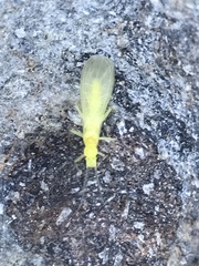 Alloperlini