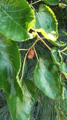 Morus nigra