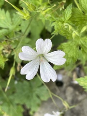 Geranium versicolor