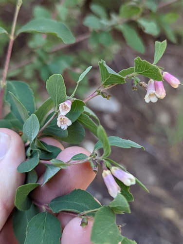 Roundleaf snowberry (Symphoricarpos rotundifolius)