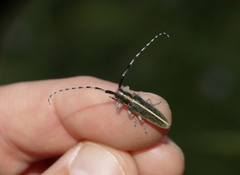 Agapanthia suturalis