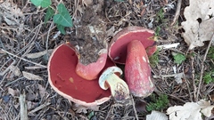 Rubroboletus rubrosanguineus