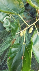 Morus nigra