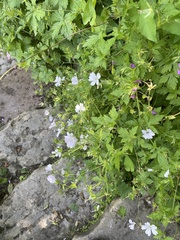 Geranium versicolor