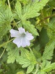 Geranium versicolor