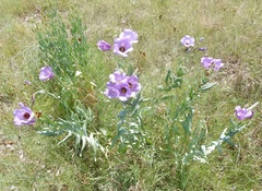 Eustoma russellianum