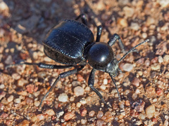 Moluris gibba