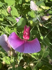 Lathyrus grandiflorus
